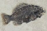 Framed Fossil Fish (Cockerellites) - Wyoming #143764-1